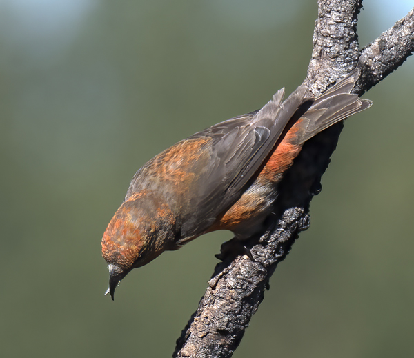Red_Crossbill_17_OR_026