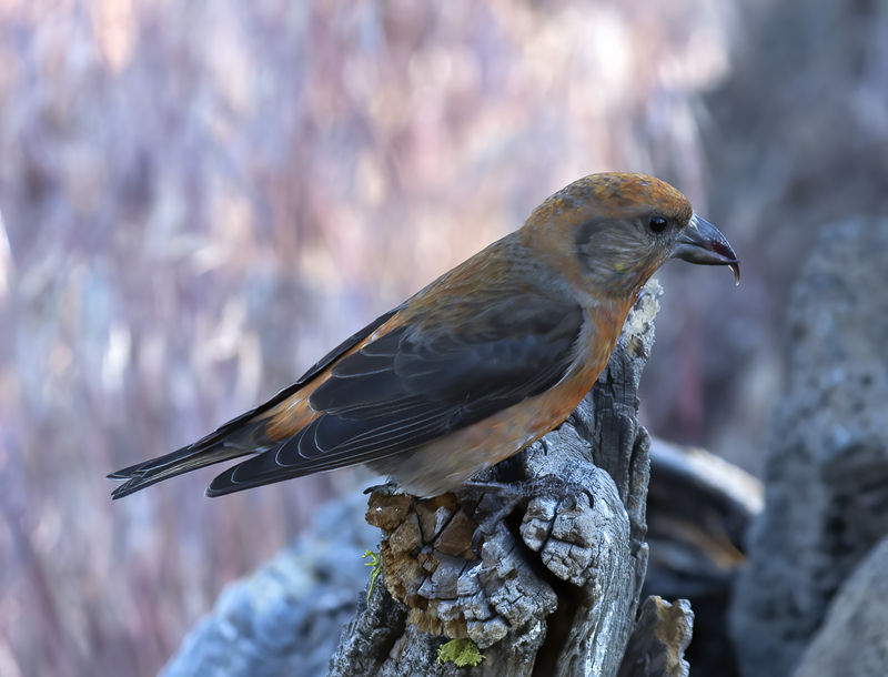 Red_Crossbill_17_OR_032