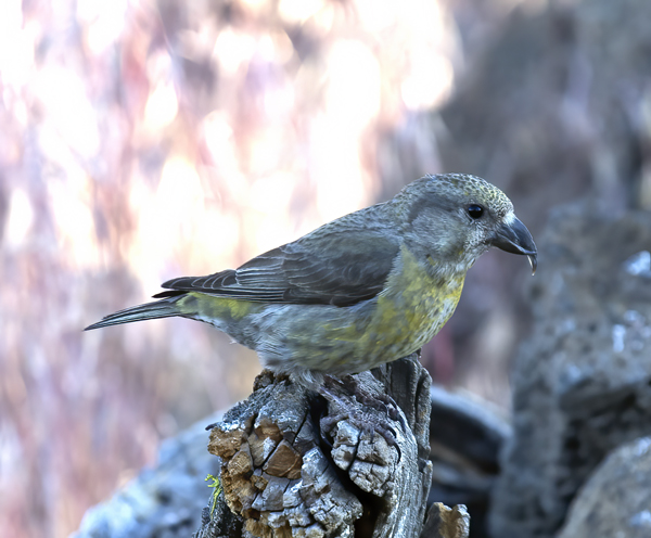 Red_Crossbill_17_OR_034