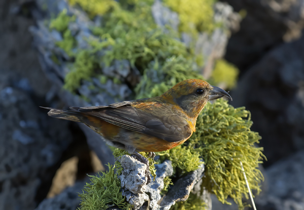 Red_Crossbill_17_OR_035