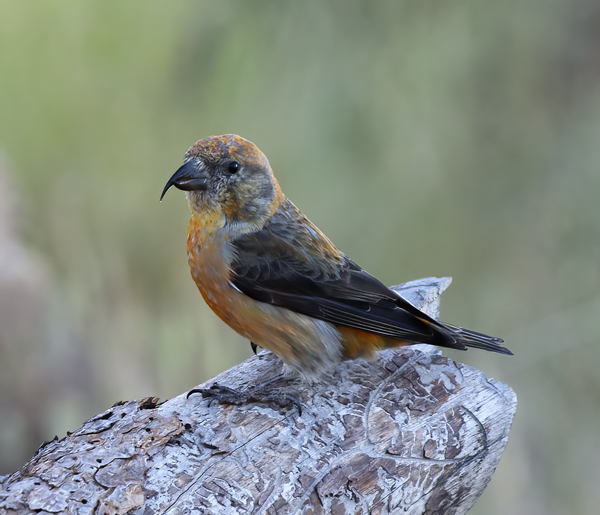 Red_Crossbill_17_OR_037