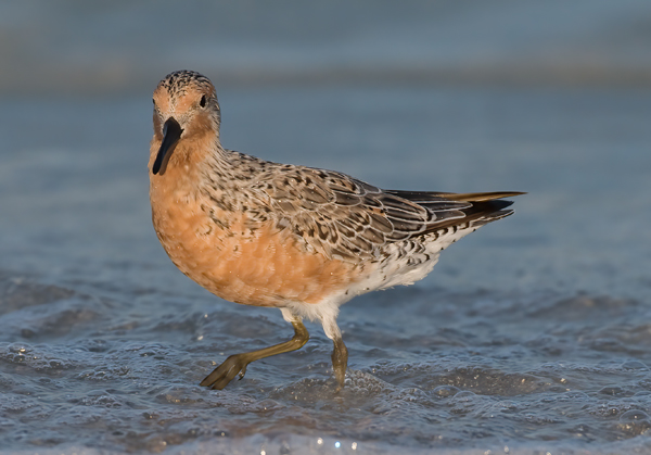 Red_Knot_10_FL_002