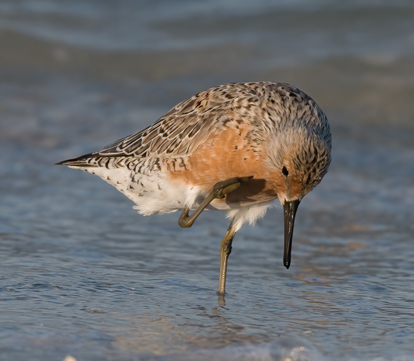 Red_Knot_10_FL_010