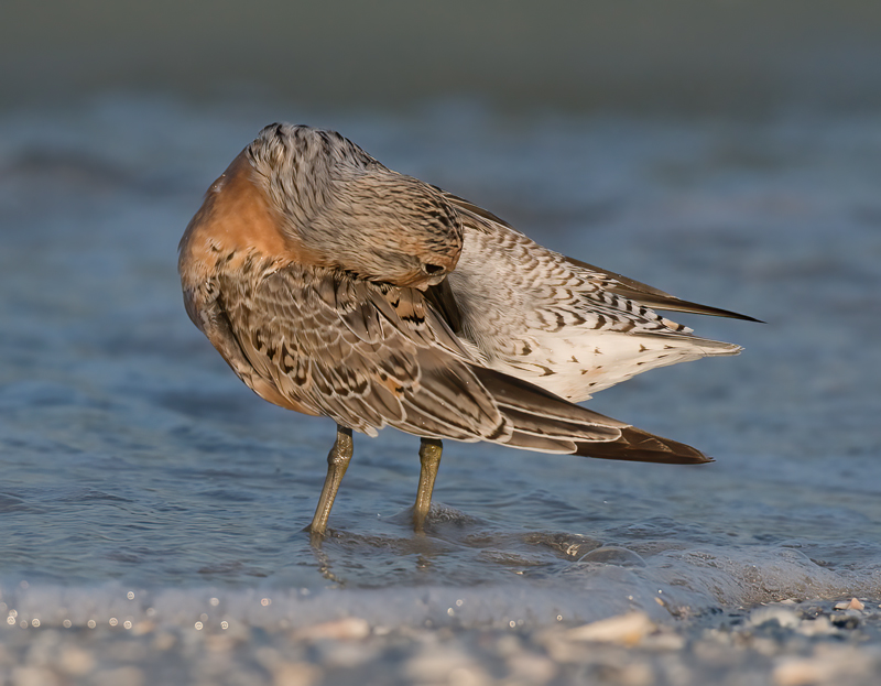 Red_Knot_10_FL_020