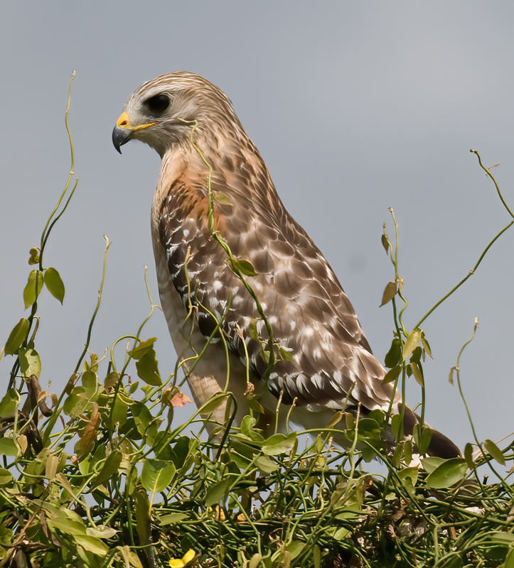 Red_Shouldered_Hawk_09_FL_023
