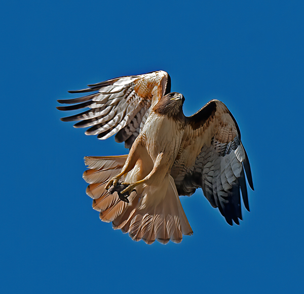 Red_Tailed_Hawk_13_CA_039