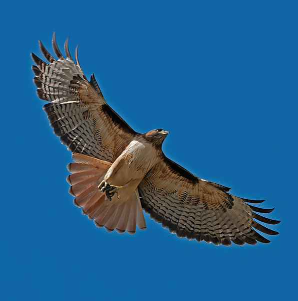 Red_Tailed_Hawk_13_CA_041