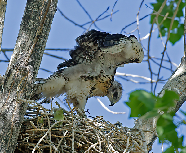 Red_Tailed_Hawk_13_CA_087