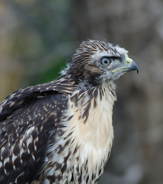 Red_Tailed_Hawk_13_CA_113