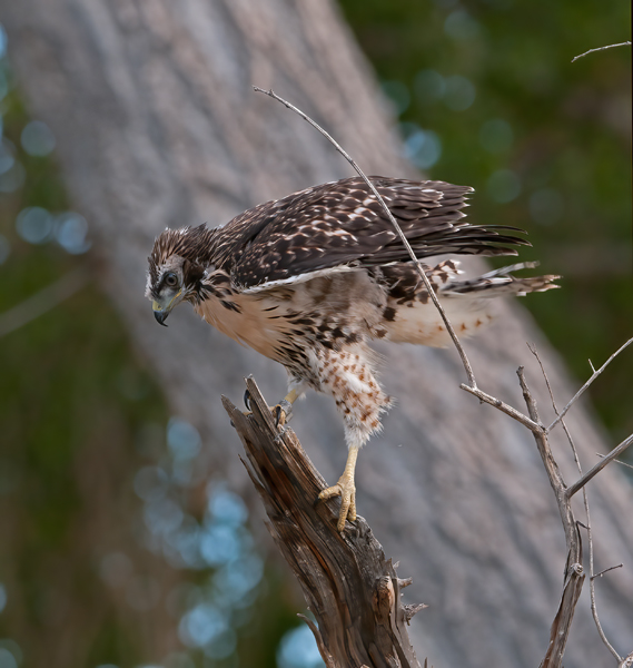 Red_Tailed_Hawk_13_CA_143