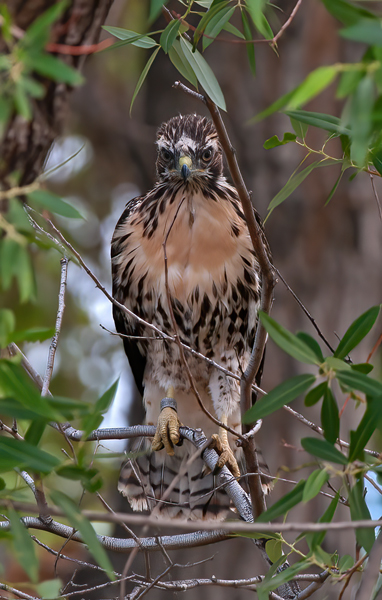 Red_Tailed_Hawk_13_CA_154