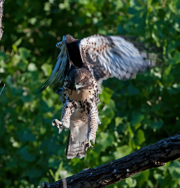 Red_Tailed_Hawk_13_CA_213