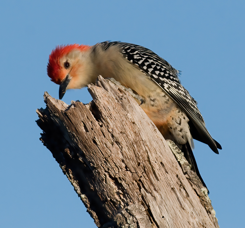 Red_bellied_Woodpecker_10_FL_018