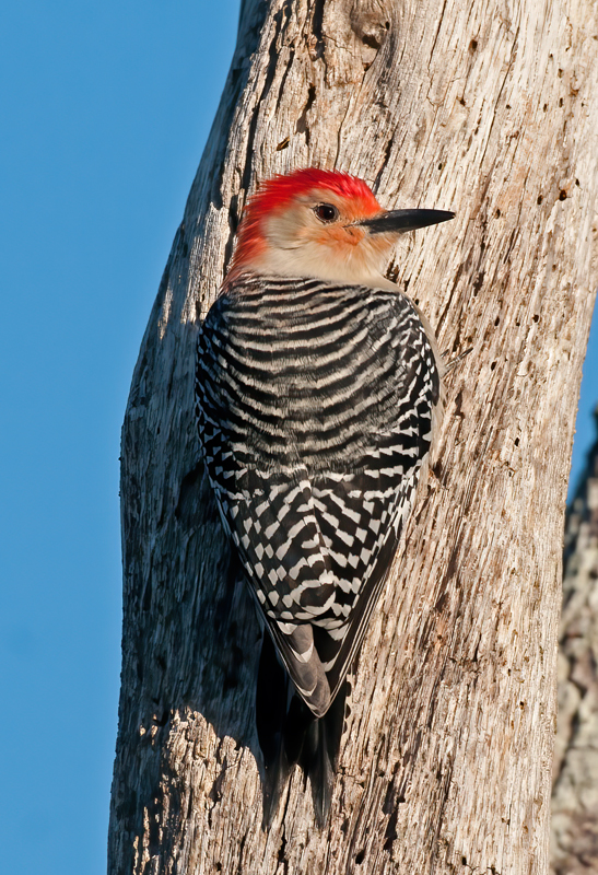 Red_bellied_Woodpecker_10_FL_031