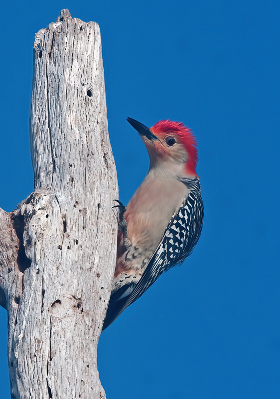 Red_bellied_Woodpecker_11_FL_006