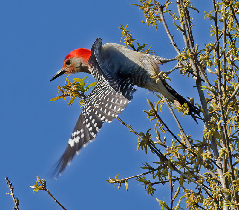 Red_bellied_Woodpecker_11_FL_008