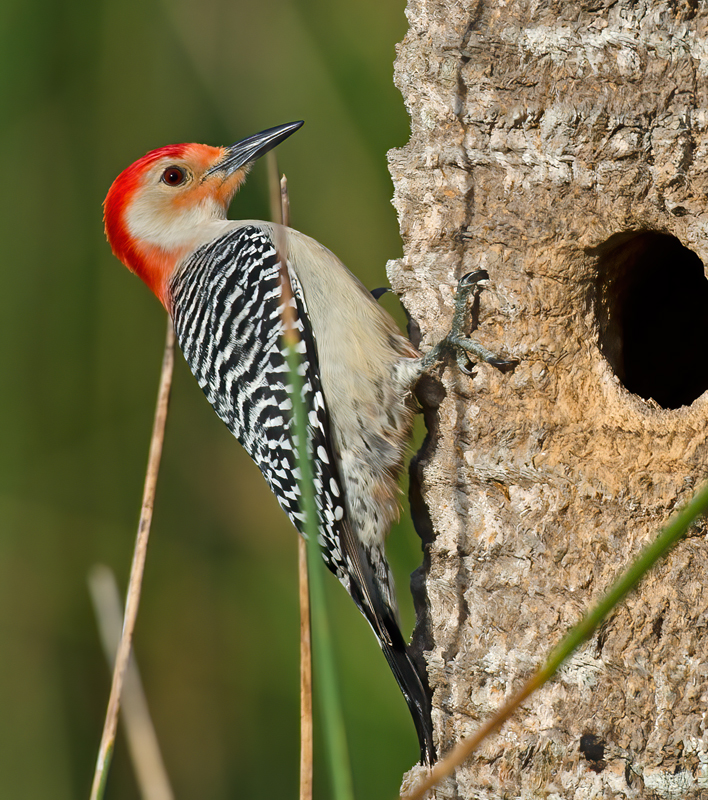 Red_bellied_Woodpecker_12_FL_006