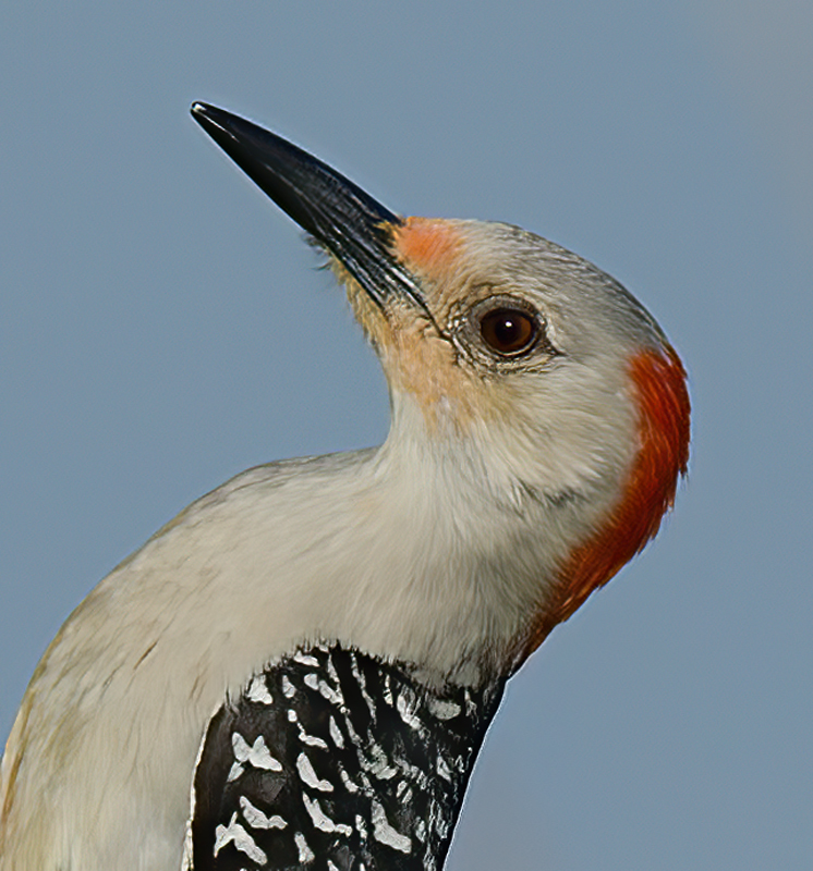 Red_bellied_Woodpecker_12_FL_041