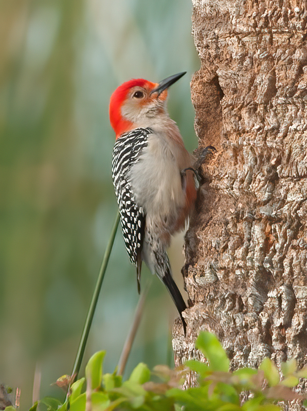 Red_bellied_Woodpecker_12_FL_048