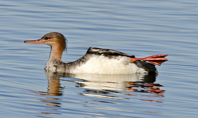 Red_breasted_Merganser_10_FL_020