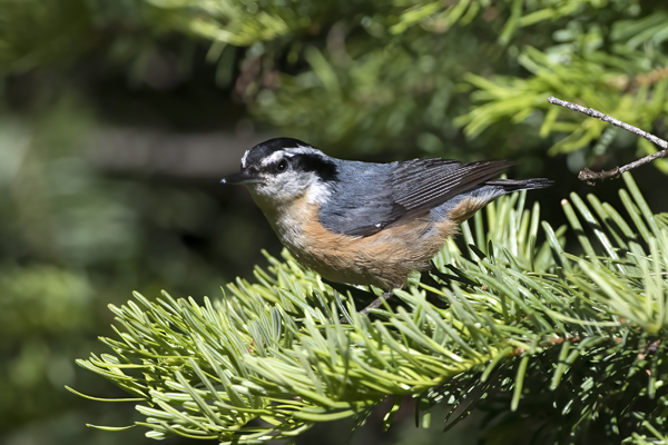 Red_breasted_Nuthatch_17_OR_004