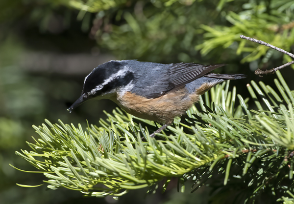 Red_breasted_Nuthatch_17_OR_011
