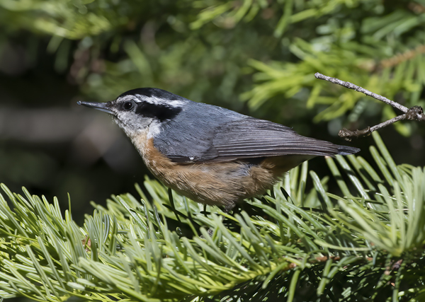 Red_breasted_Nuthatch_17_OR_018