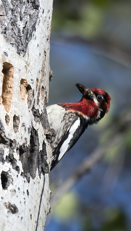 Red_breasted_Sapsucker_17_OR_021