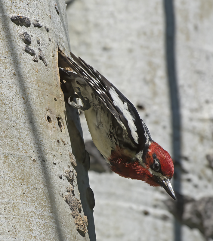 Red_breasted_Sapsucker_17_OR_050