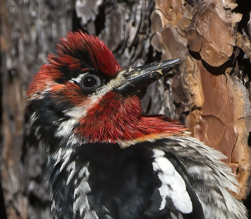 Red_breasted_Sapsucker_17_OR_057