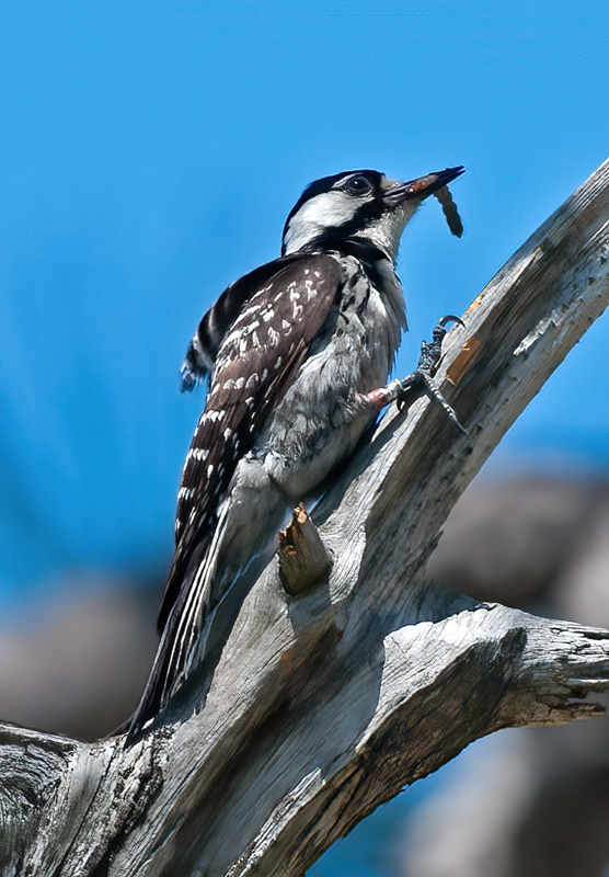 Red_cockaded_Woodpecker_11_FL_134