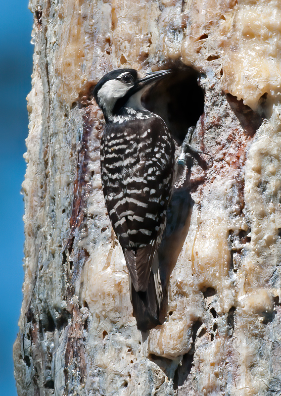 Red_cockaded_Woodpecker_11_FL_191