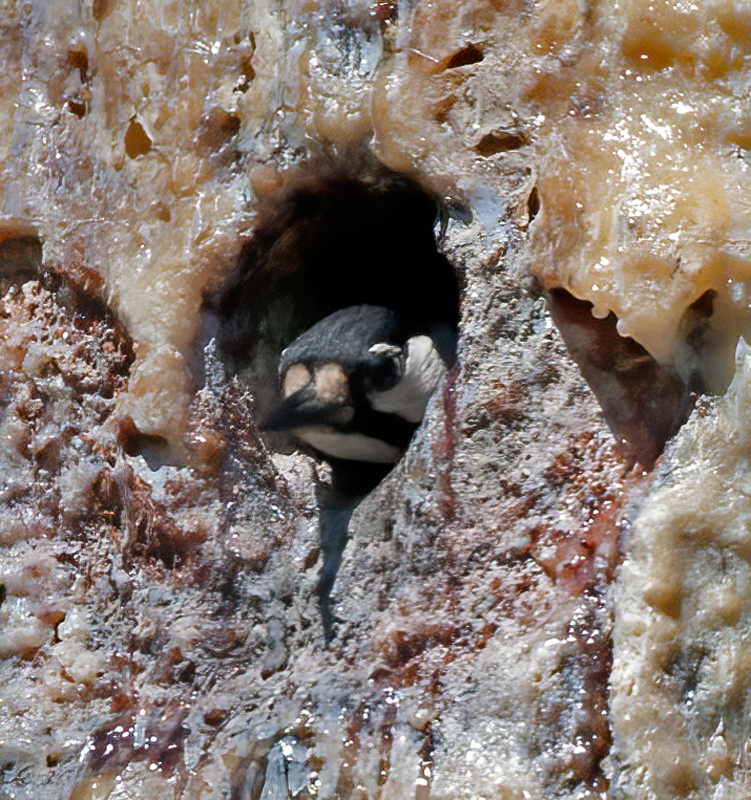 Red_cockaded_Woodpecker_11_FL_202