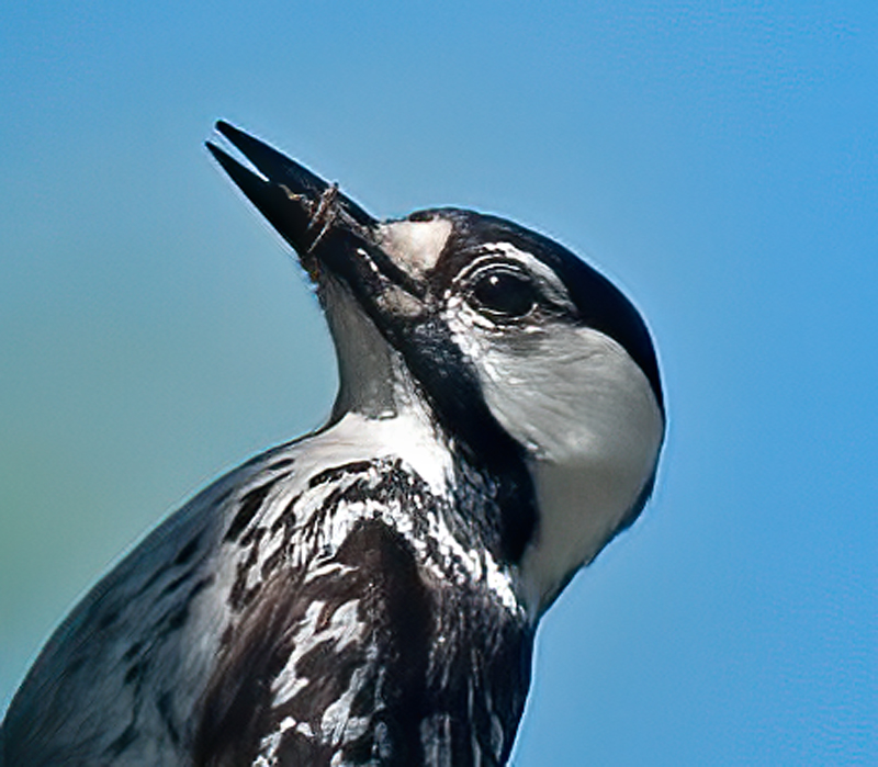 Red_cockaded_Woodpecker_11_FL_209