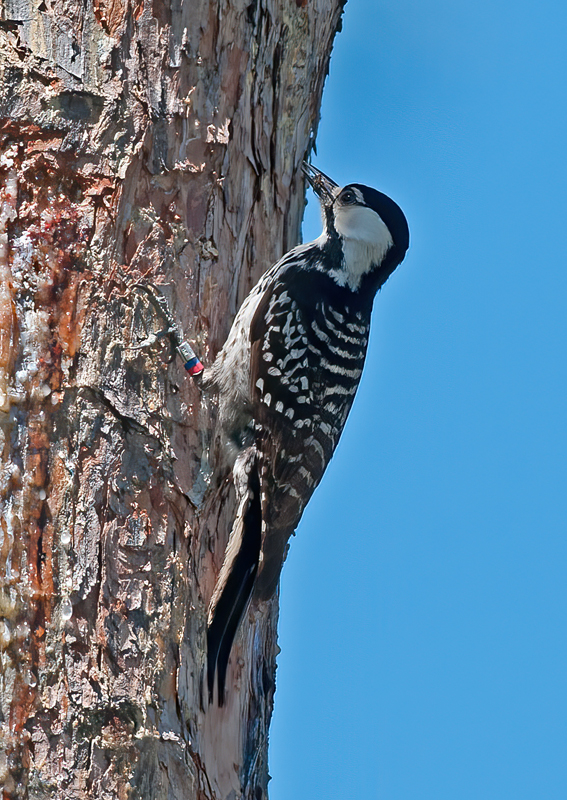 Red_cockaded_Woodpecker_11_FL_218