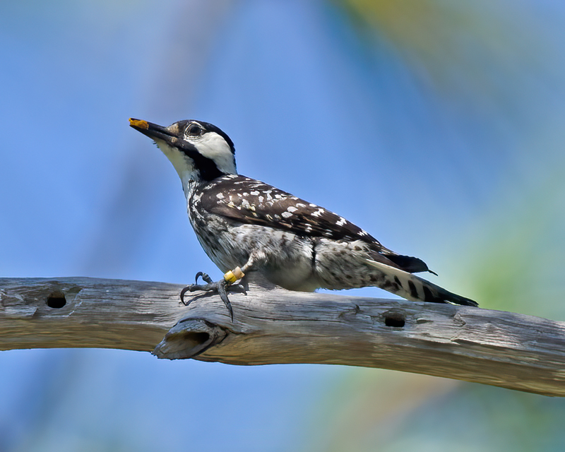 Red_cockaded_Woodpecker_11_FL_219