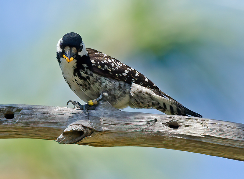 Red_cockaded_Woodpecker_11_FL_234