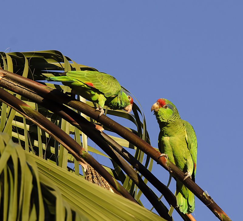 Red_crowned_Parrot_15_CA_040