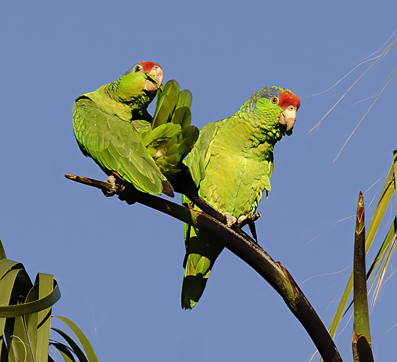 Red_crowned_Parrot_15_CA_047