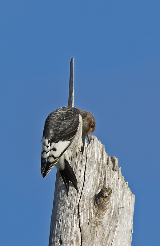 Red_headed_Woodpecker_15_MI_024