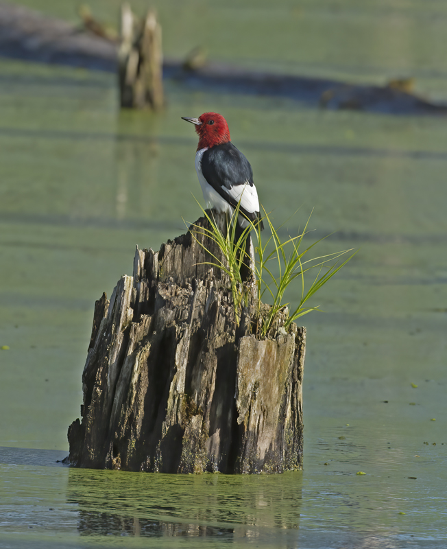 Red_headed_Woodpecker_15_MI_029