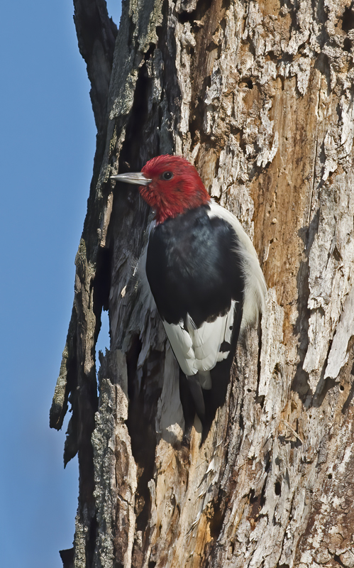 Red_headed_Woodpecker_15_MI_058