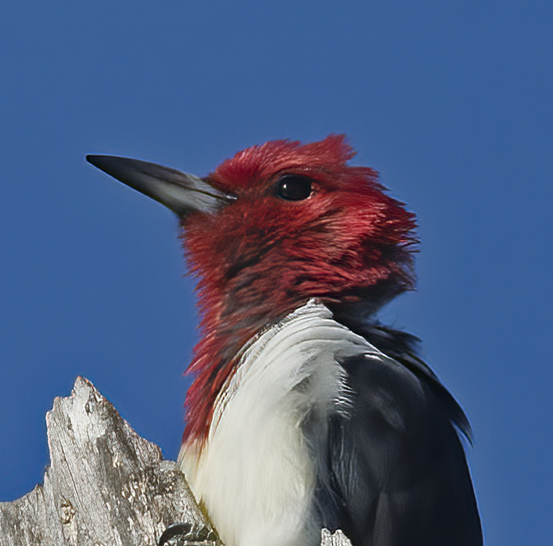 Red_headed_Woodpecker_15_MI_069
