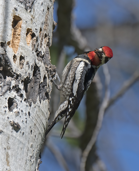 Red_naped_Sapsucker_17_OR_023