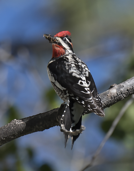 Red_naped_Sapsucker_17_OR_034