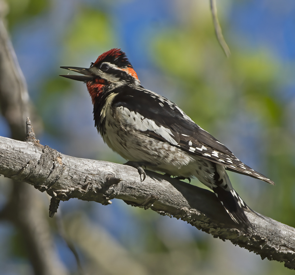 Red_naped_Sapsucker_17_OR_098
