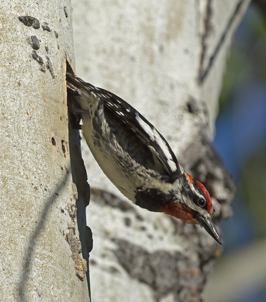 Red_naped_Sapsucker_17_OR_104