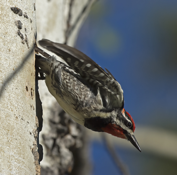 Red_naped_Sapsucker_17_OR_108