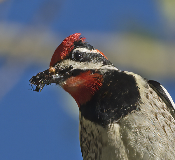 Red_naped_Sapsucker_17_OR_115