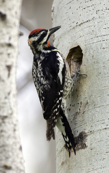 Red_naped_Sapsucker_17_OR_116